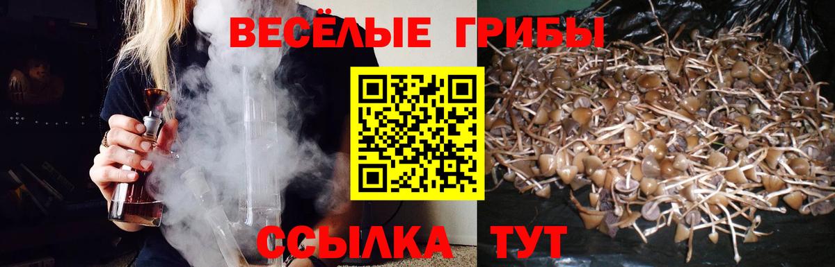 Псилоцибиновые грибы Psilocybe Евпатория